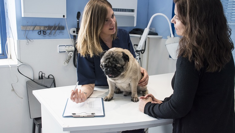 Veterinarian talking with owner of a dog in a veterinary clinic