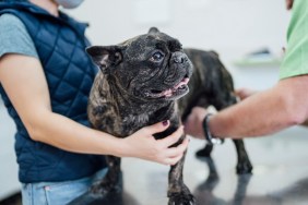 Young woman with pet french bulldog at vet.