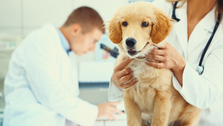 Closeup of healthy Golden Retriever puppy on examination table at vet's office. The dog is happy and eager to go home. One of the vet's is holding the dog while the other is in background, using a microscope,