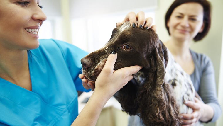 Female veterinarian examining dog in veterinary surgery