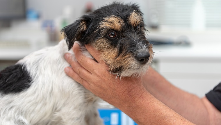 Vet examines a dog - Jack Russell Terrier