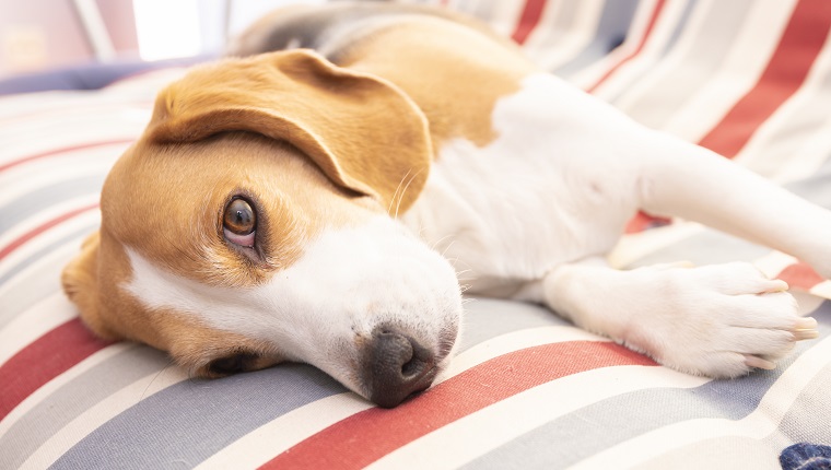 A beagle dog resting in the sofa