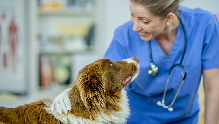 A blonde female vet smiles at a brown and white border collie dog in her surgery.