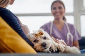 Young hispanic woman working as veterinary, vet talking to dog owner on house call. Animal doctor during visit of ill pet at home.