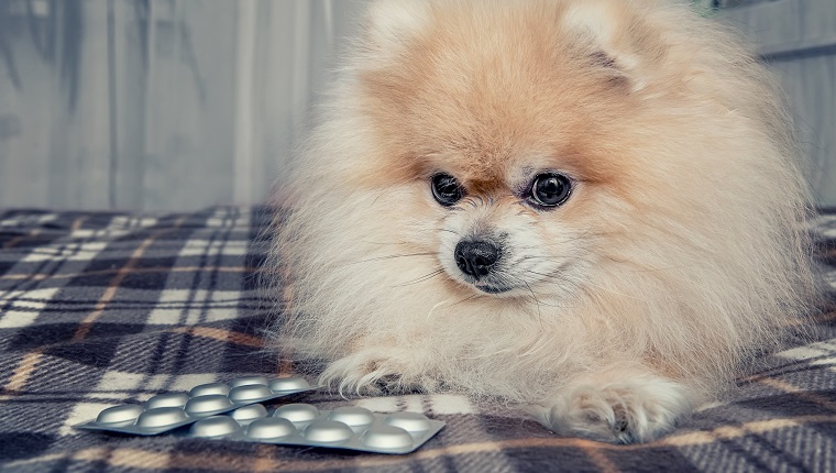 Sick Pomeranian puppy ate a lot of chocolate lying next to the pills for treatment after a visit to the veterinary clinic. The treatment and care of dogs. The horizontal frame.