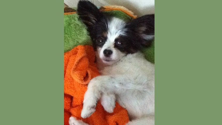 Piper the Papillon