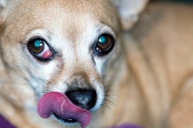 Chiweenies are a mixed breed dog. Cherry eye is a prolapsed eye gland, specifically a prolapsed nictitating membrane.