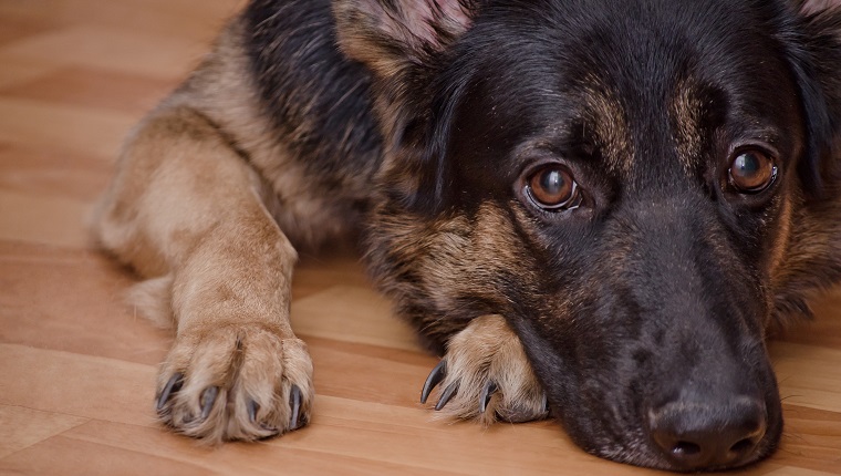 Sad dog lying on the floor and waiting (selective focus on the dog eyes) as the Missing You concept