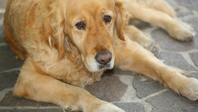 Old Golden Retriever   Resting after meal