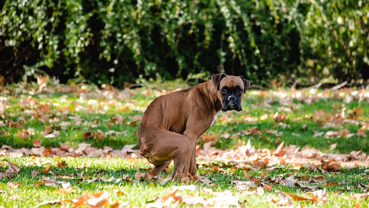 boxer poop, Dog in the park, Dog shit