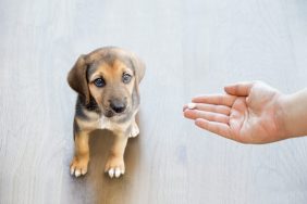 Pet owner's hand reaching out to give his dog a pill / tablet.