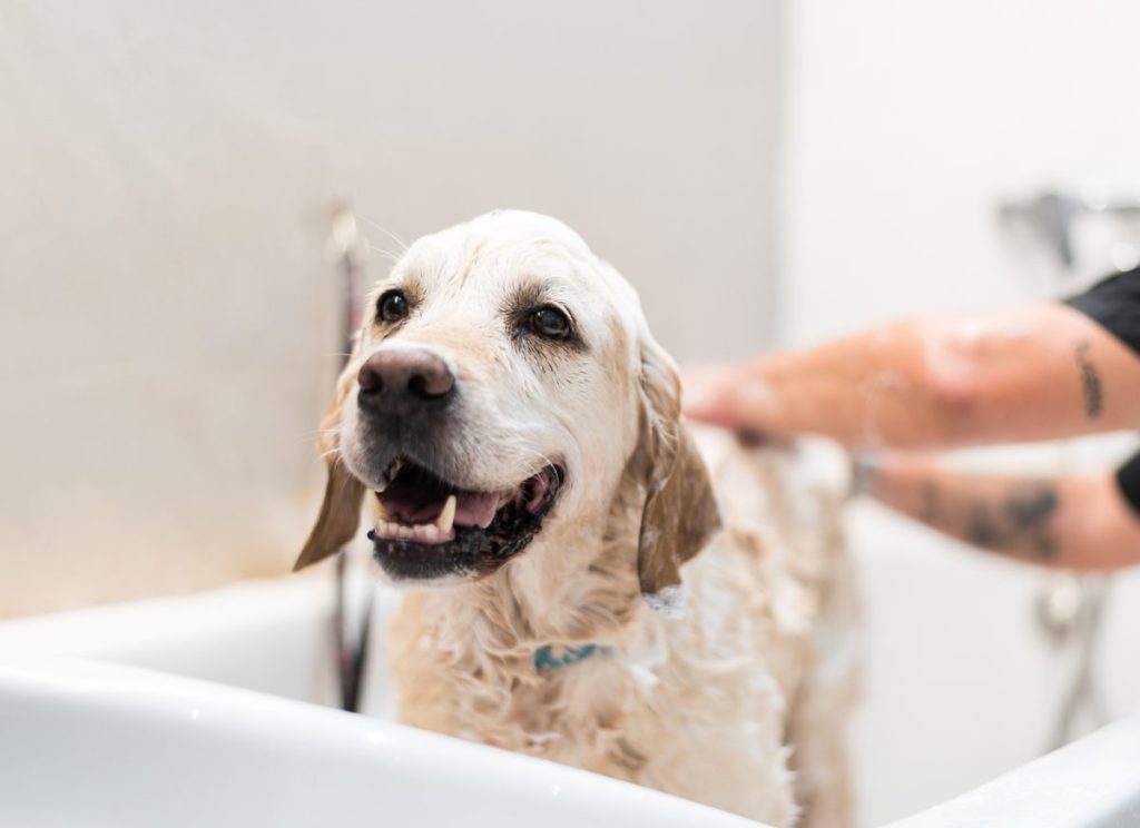 Happy Golden Retriever dog getting a bath.