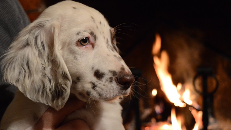 Cropped Image Of Man Holding Puppy Against Fireplace