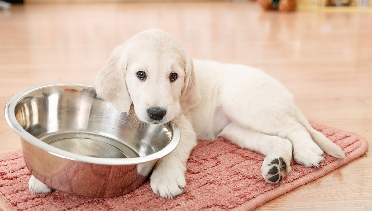 golden retriever puppy lying down near empty feeding bowl