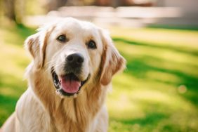 Golden Retriever dog sitting on a green backyard lawn, awaiting the perfect dog name.