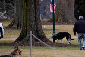 First dogs Champ and Major Biden are seen on the South Lawn of the White House in Washington, DC, on January 25, 2021. - Joe Biden's dogs Champ and Major have moved into the White House, reviving a long-standing tradition of presidential pets that was broken under Donald Trump. The pooches can be seen trotting on the White House grounds in pictures retweeted by First Lady Jill Biden's spokesman Michael LaRosa, with the pointed obelisk of the Washington Monument in the background."Champ is enjoying his new dog bed by the fireplace, and Major loved running around on the South Lawn," LaRosa told CNN in a statement on January 25, 2021. (Photo by JIM WATSON / AFP)