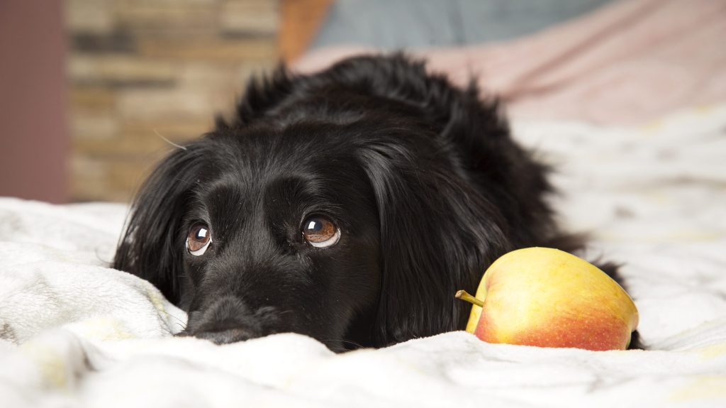 Can Dogs Eat Apples