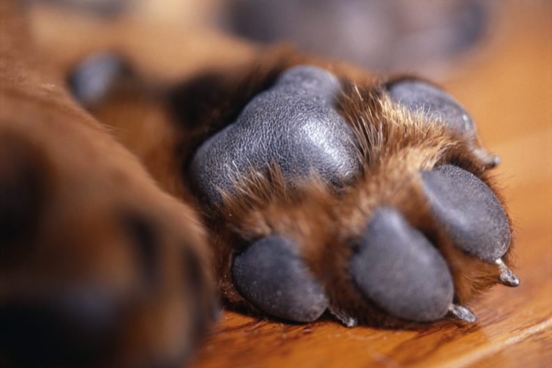 close-up of dog paw prints