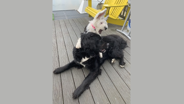 Bunny playing with her dog pal, Selena. 