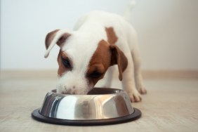 Puppy eating food. Dog