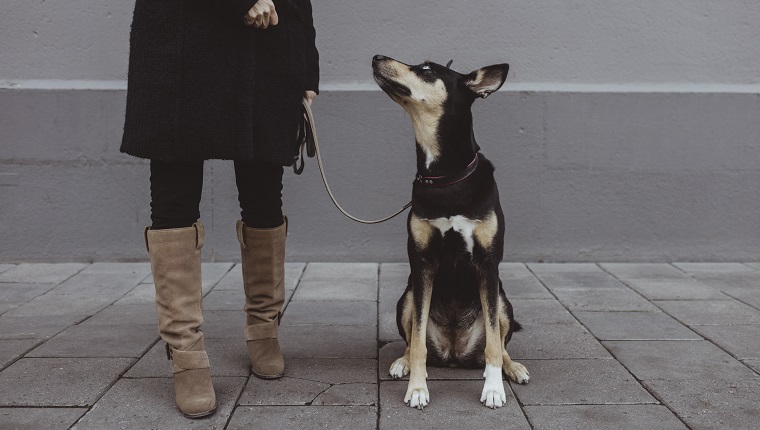 Dog looking up at female pet owner standing on footpath in city