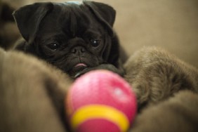 Black pug puppy dog with American football.