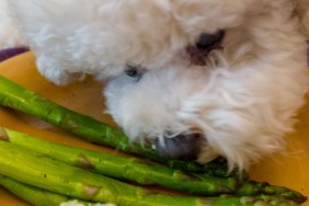 Bichon Frise dog seated at a chair and leaning over to eat asparagus and mashed potatoes off a plate at a table, April 24, 2019.