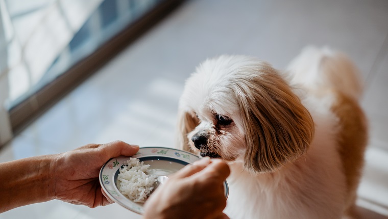 Image of a senior Shih Tzu pet dog waiting for food. Pet owner is feeding white rice to her dog.