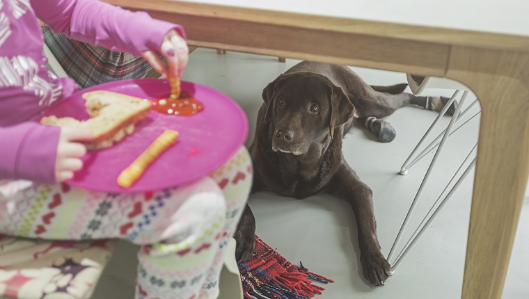 Dog under the dining table