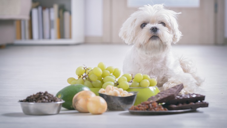 Little white maltese dog and food ingredients toxic to him