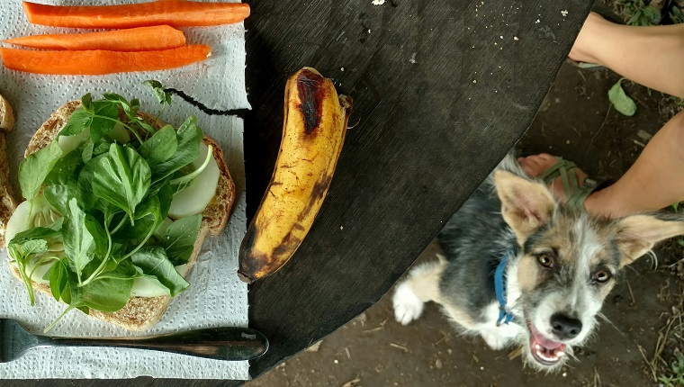 Directly Above Shot Of Dog Sitting By Table With Breakfast