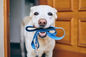 Dog waiting for walk. Labrador retriever standing with leash in mouth against door of house.