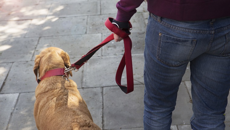 Top-back view of woman leading dog on pet leash, walking on street.