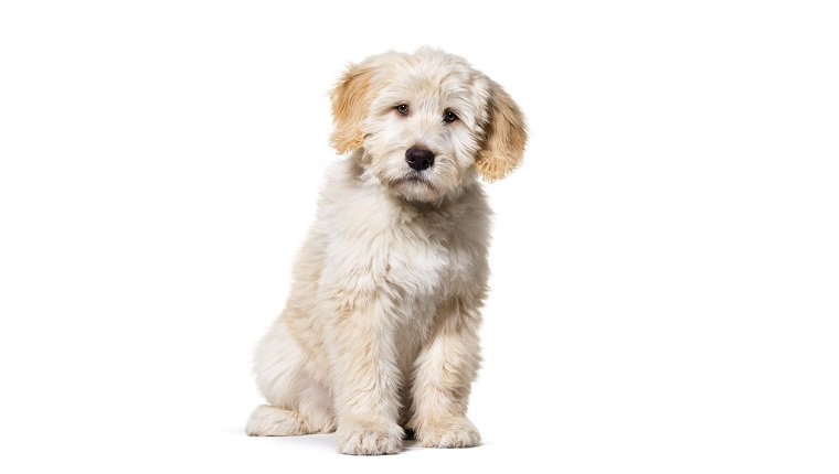 Sitting Puppy Barbado da Terceira, isolated on white