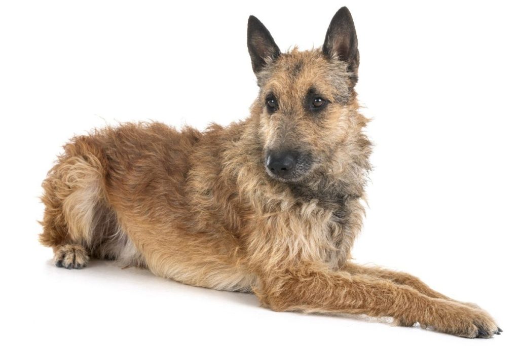 belgian laekenois in front of white background