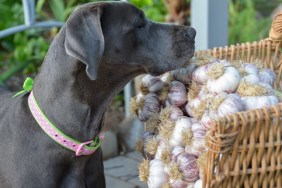 Curious canine garden helper inspects garlic