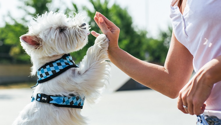 Dog give a high five to female owner