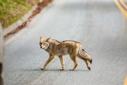 Coyote while crossing the street into Sequoia National Park