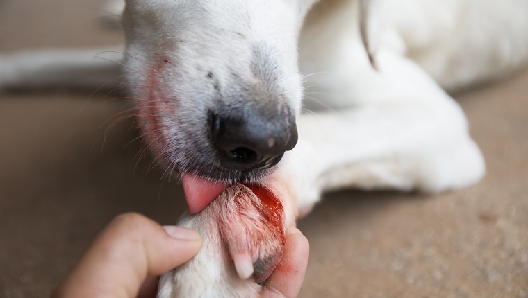 dog injured Wound on paw