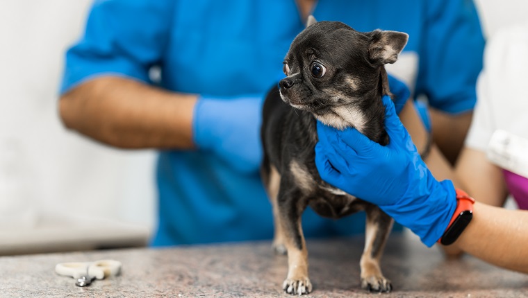 Veterinarians clean the paraanal glands of a dog in a veterinary clinic. A necessary procedure for the health of dogs. Pet care.