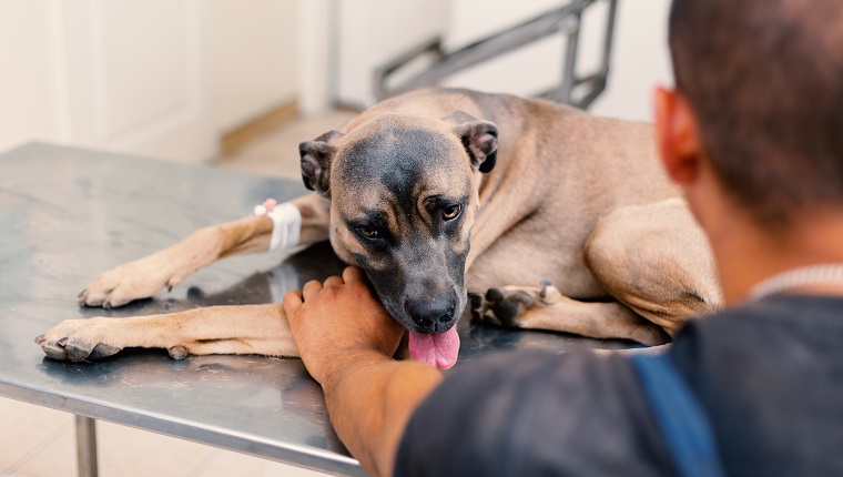 Sick dog lying on veterinary table and getting embraced by his owner. Animal not feeling well getting treatment.