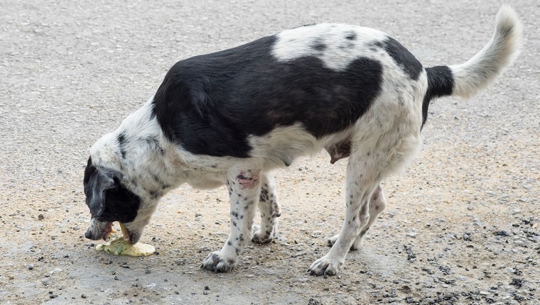 Dog pet sick vomit liquid