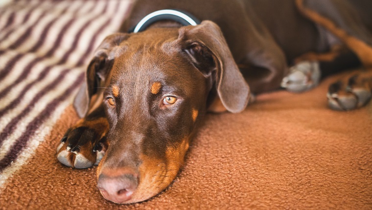 Close-Up Of Dog Lying Down