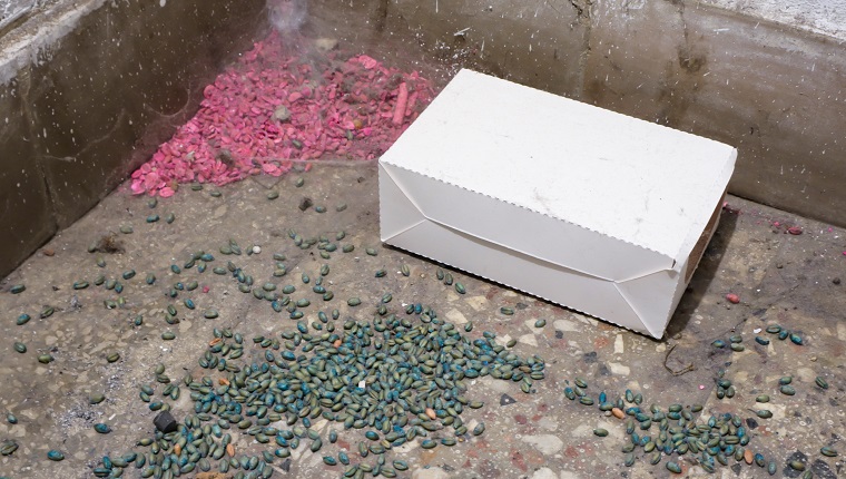 rat poison and white box on the basement floor Poison for control rats   of residential building