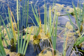 Algae bloom