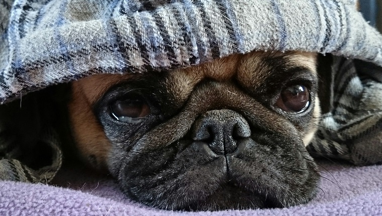 Close-Up Portrait Of Dog