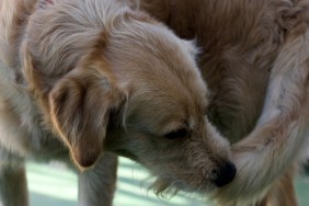 Close-Up Of Dog Lying Down