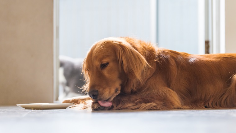 The Golden Retriever Dog is lying on the ground licking his paws.