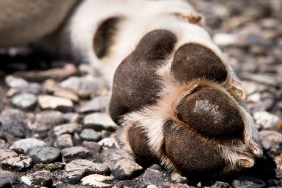 dog paw pads (2) on stony background