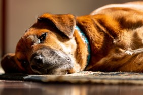 A medium-sized brown, white and graying mixed-breed dog sleeping on an are rug as sunlight spills in through a window.